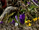 Fotos_Krokusse