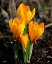 Fotos_Krokusse