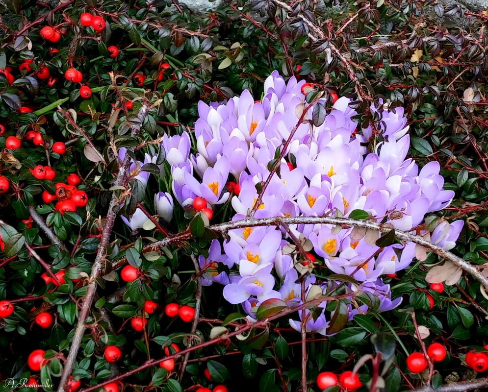 Erste Krokusse !
