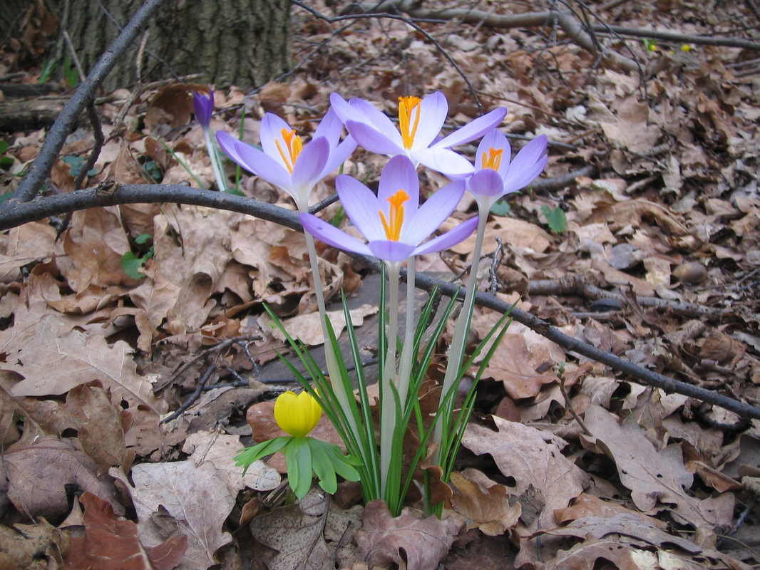 Winterling und Krokusse