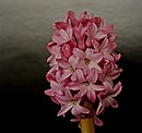 Hyazinthe (Hyacinthus)
