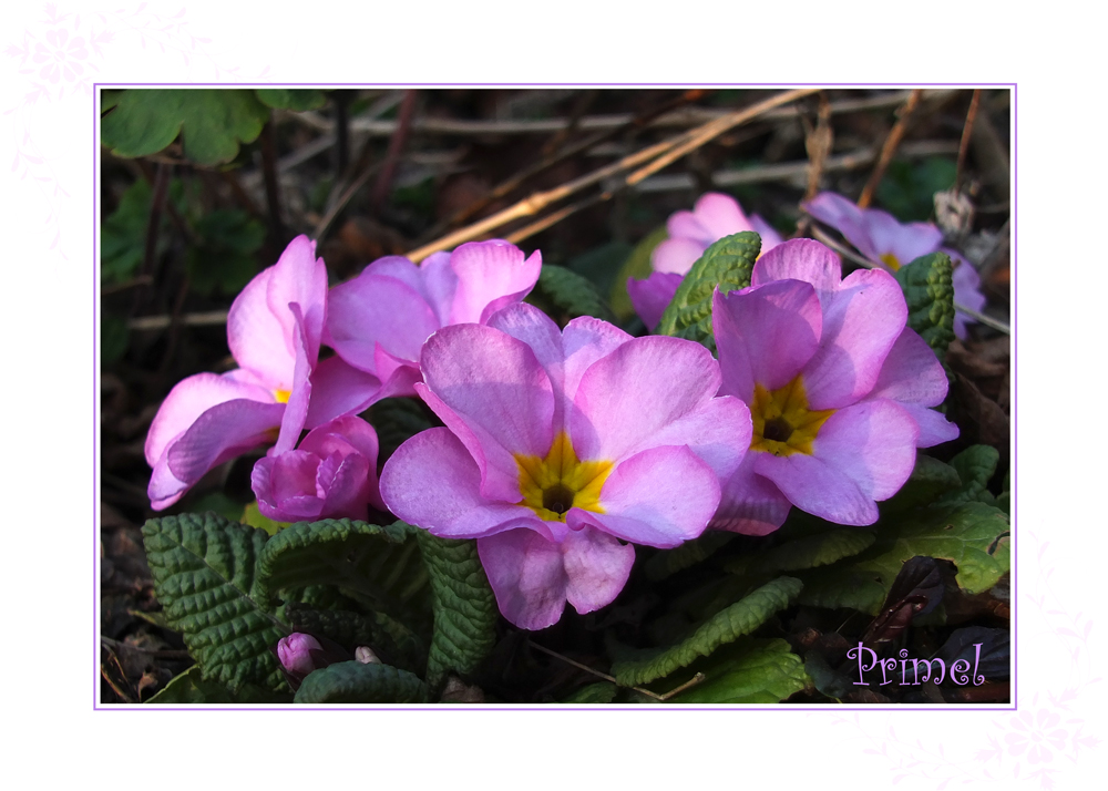 Dienstags - Blümchen