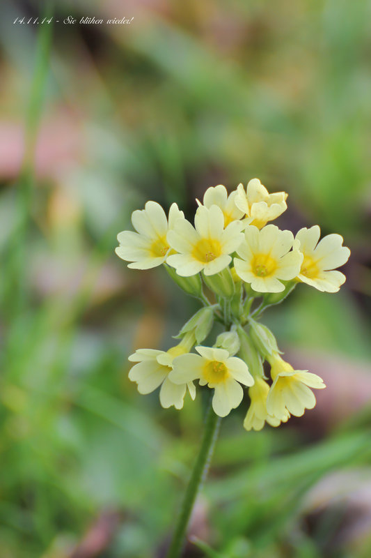 Alpin! Und sie blühen wieder...