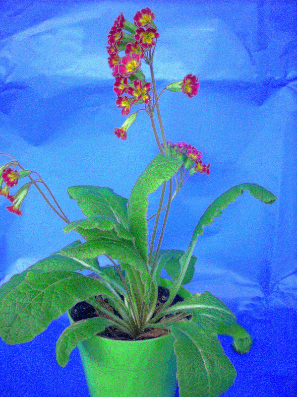 Schlüßelblume  ( in ungewöhnlicher Farbe ) aus meinem Garten