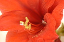 Fotos_Amaryllis