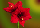 Fotos_Amaryllis