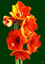 Fotos_Amaryllis
