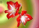 Fotos_Amaryllis