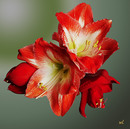 Amaryllis