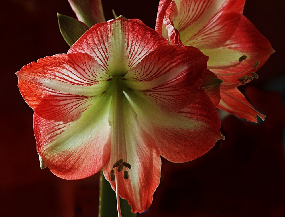 Ein Hauch vom Sommer