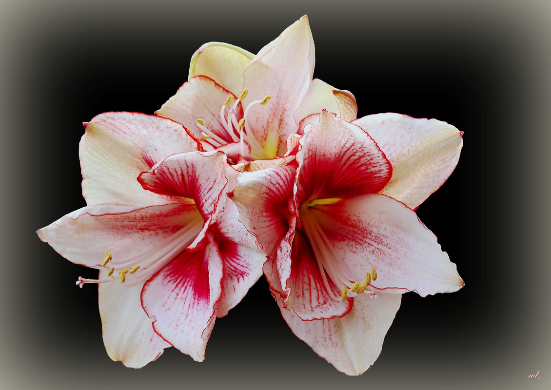 Amartyllis