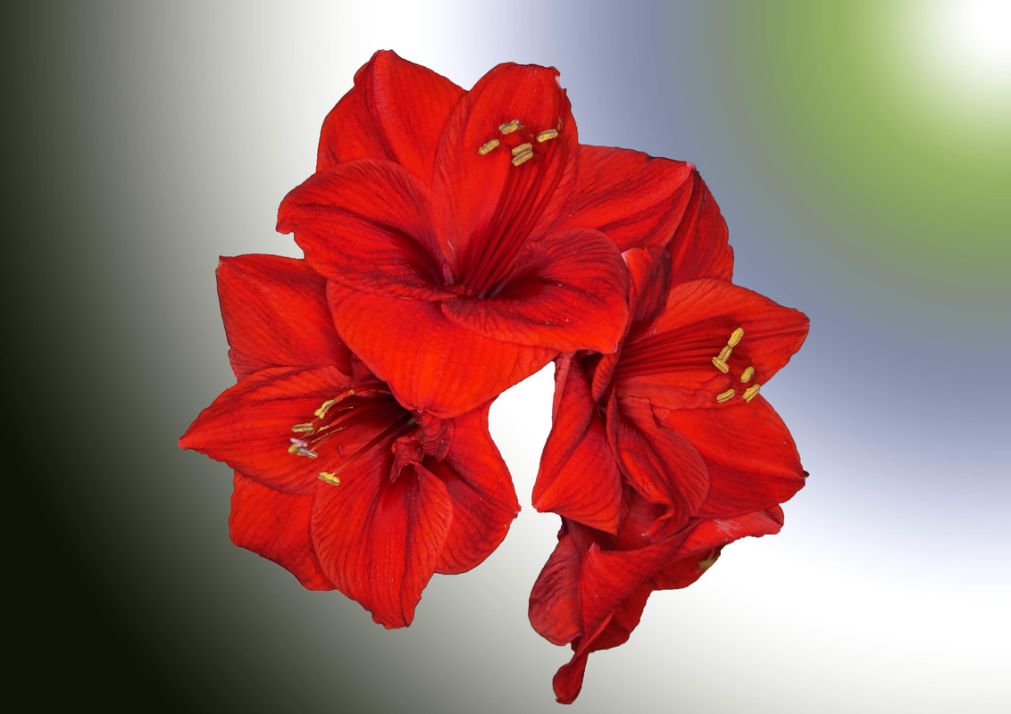 Amaryllis