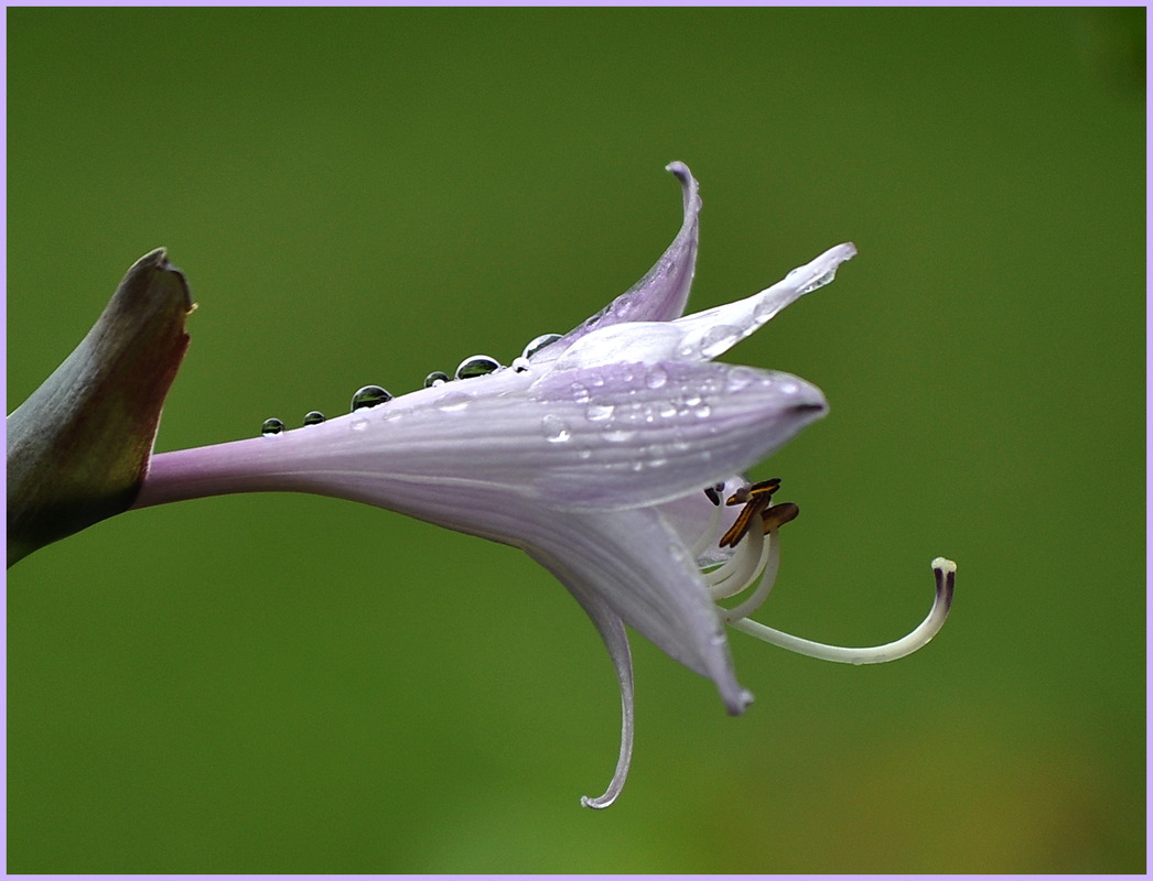Funkienblüte