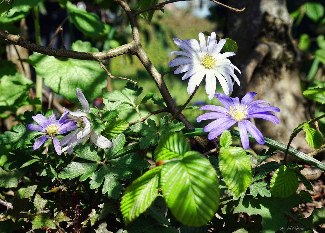 Anemone blanda