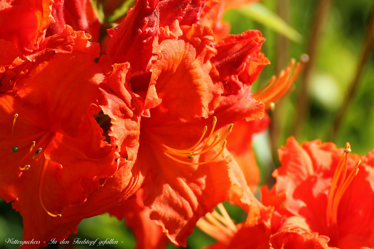 Wettergucker`s "In den Farbtopf gefallen"