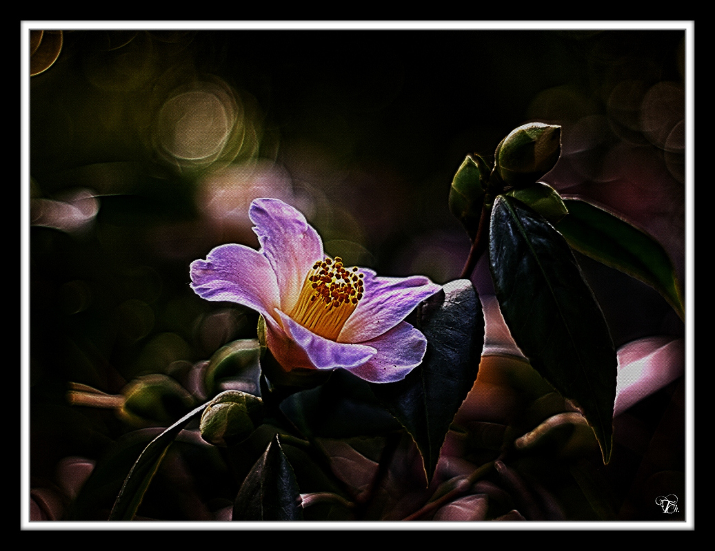Camelia