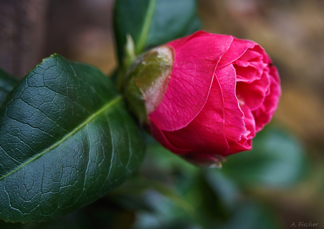 Blüten im Februar - Kamelie 