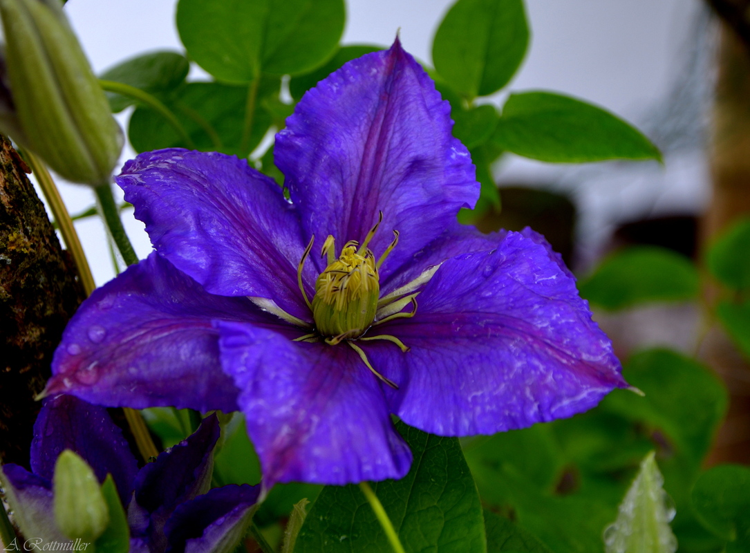 Clematis!