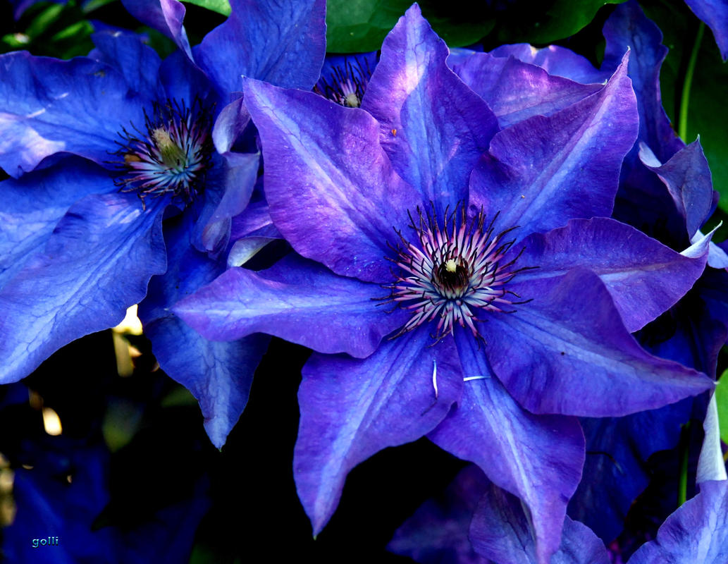 die Farbe Blau ... Clematis