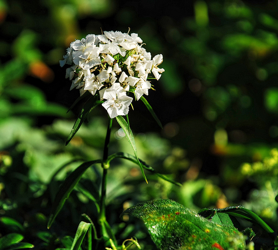 und auch sie blüht noch...aber wie lange noch?