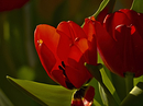 Fotos_Tulpen