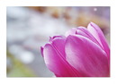 Fotos_Tulpen