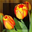 Tulpen
