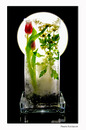 Mal was ganz anderes - Gefrorene Tulpenlandschaft