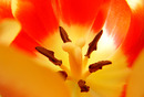 Tulpe2