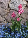 Tulpen u. Vergißmeinicht