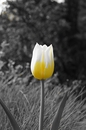 Tulpe in S/W/G