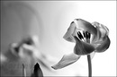 [Tulip1]