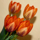 Tulpen