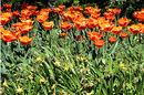 Fotos_Tulpen