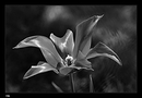 Fotos_Tulpen