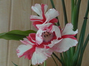 Tulpenblüte