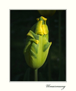 Tulpenzeit 