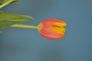 einfach eine Tulpe