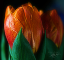 Tulpen