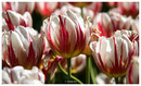 Fotos_Tulpen