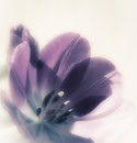 Tulpe I