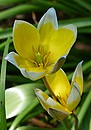 Fotos_Tulpen