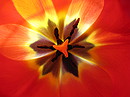 Tulpen-Kaleidoskop