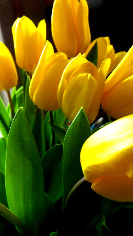 Gelbe Tulpen