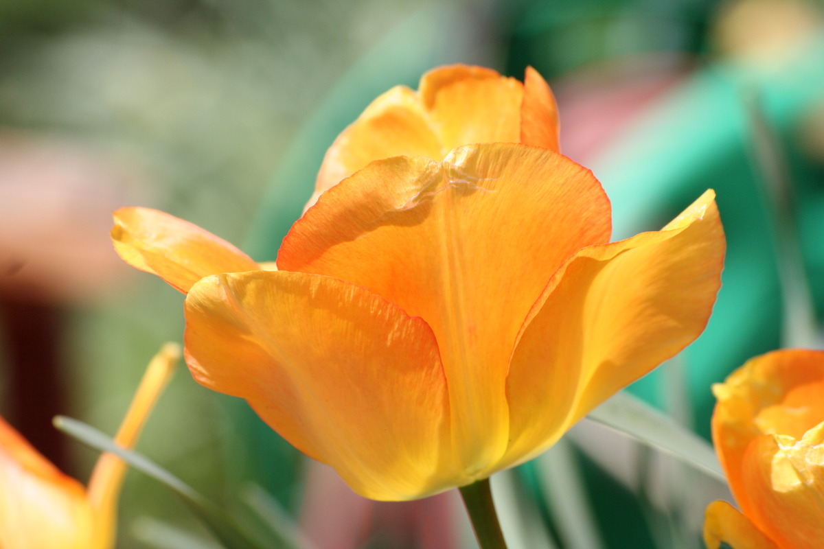 Tulpe