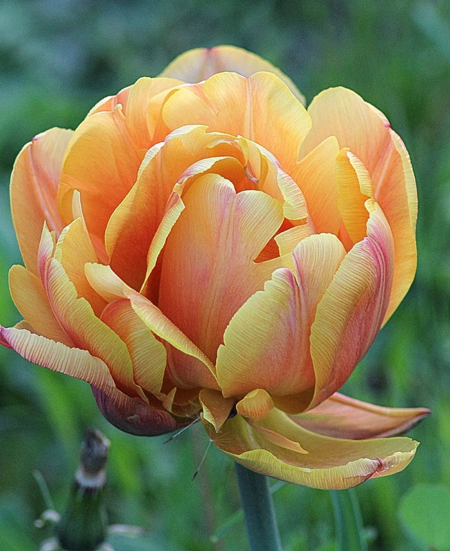 Tulpe vom Strassenrand