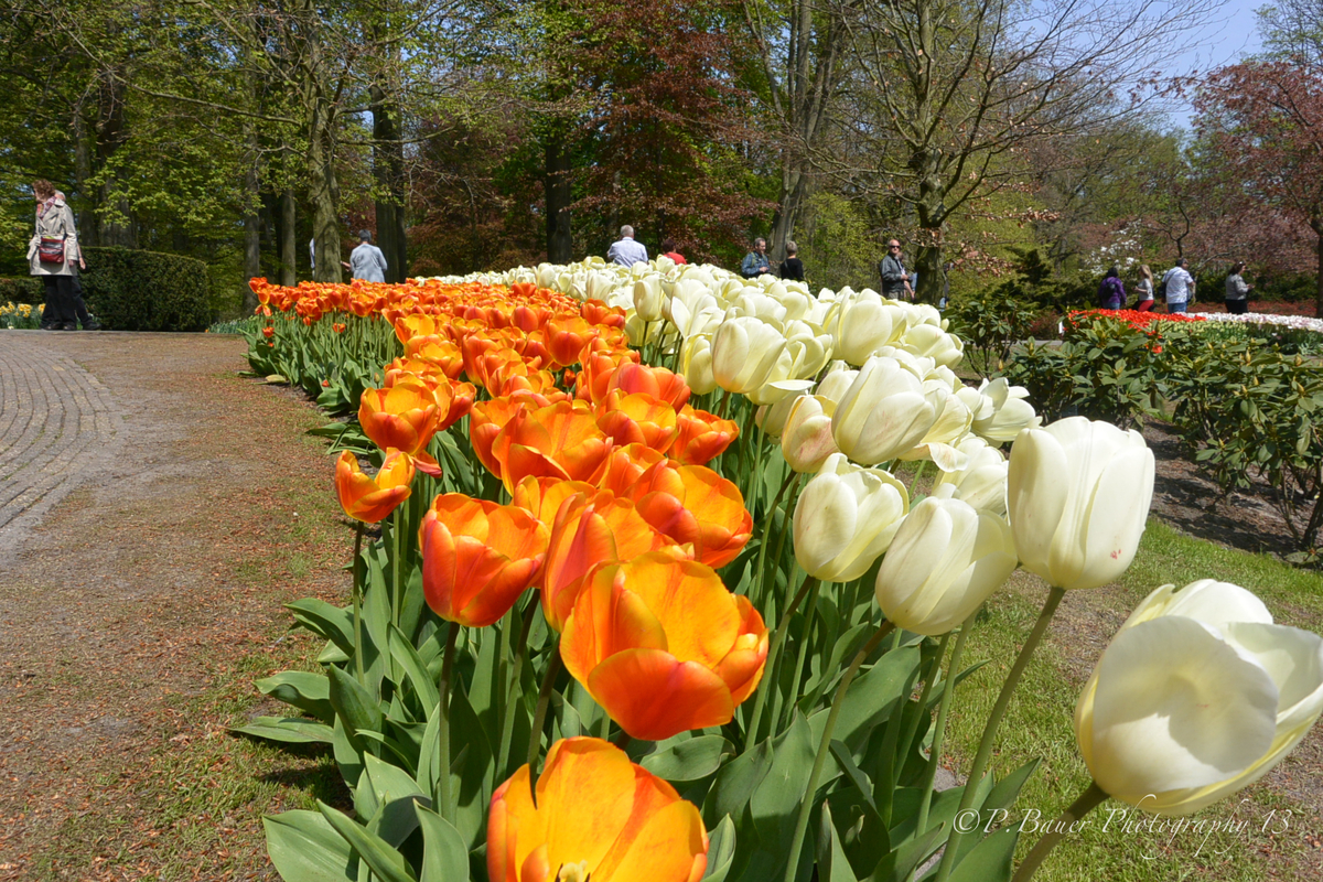 Keukenhof HOLLAND