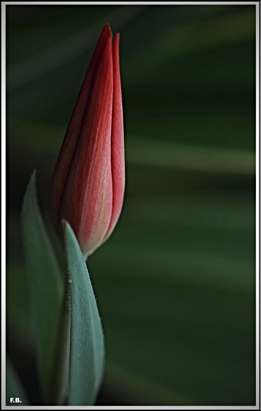Tulpe