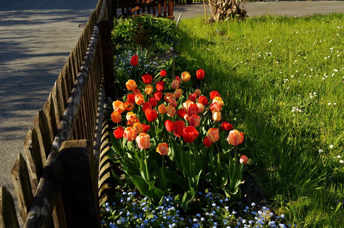 Tulpen in Nachbars Garten