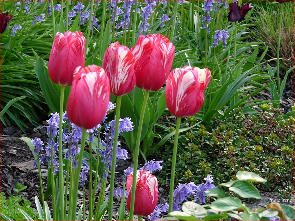 Tulpen in meinem Garten 